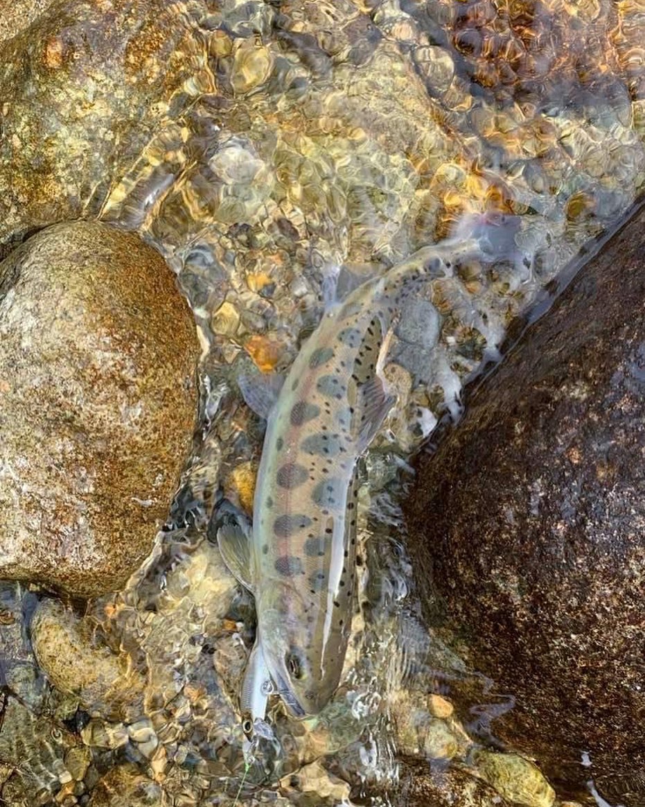 【春告渓魚　天然山女魚】 