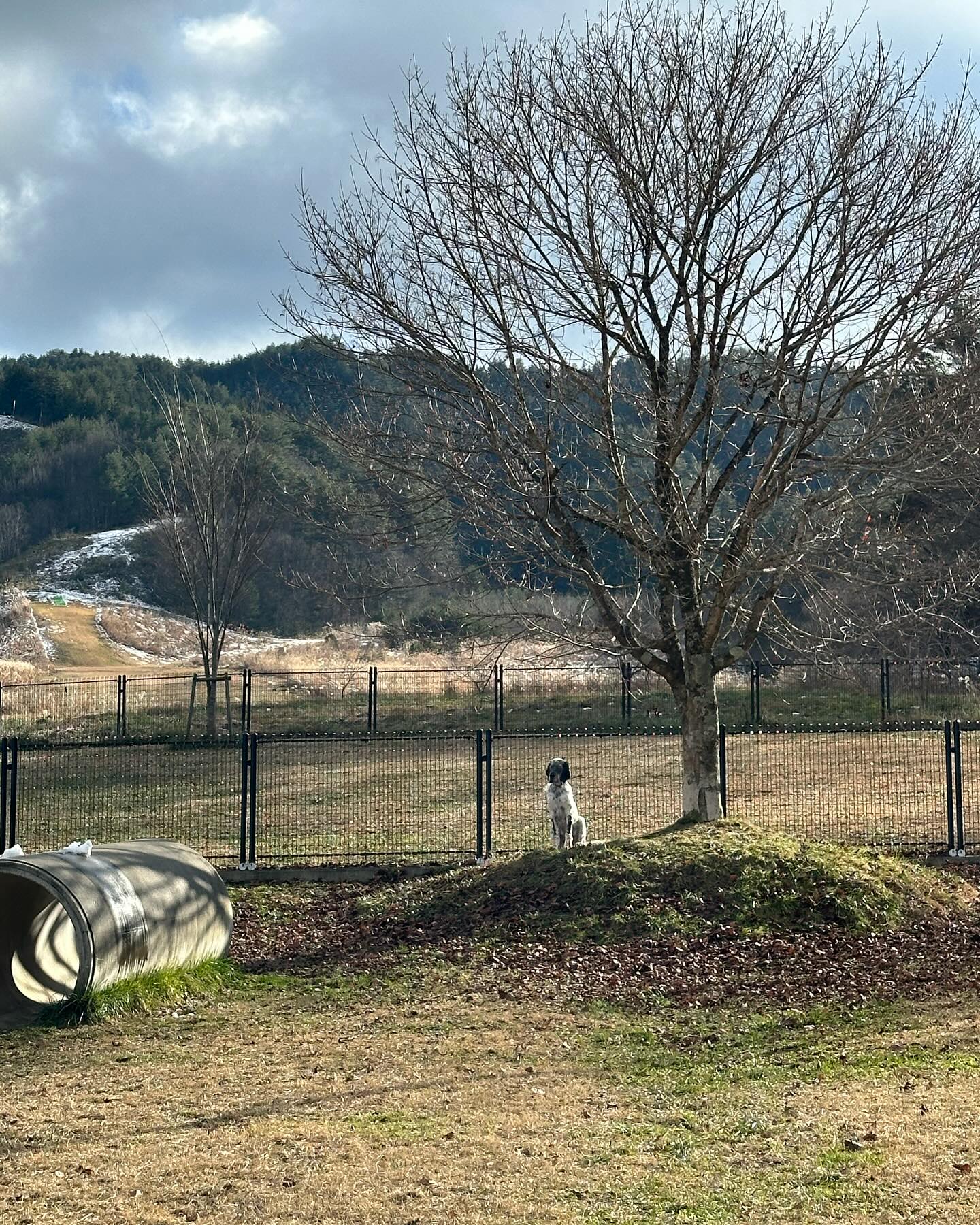 【リアム、エディー、ロスで今日もドッグラン】